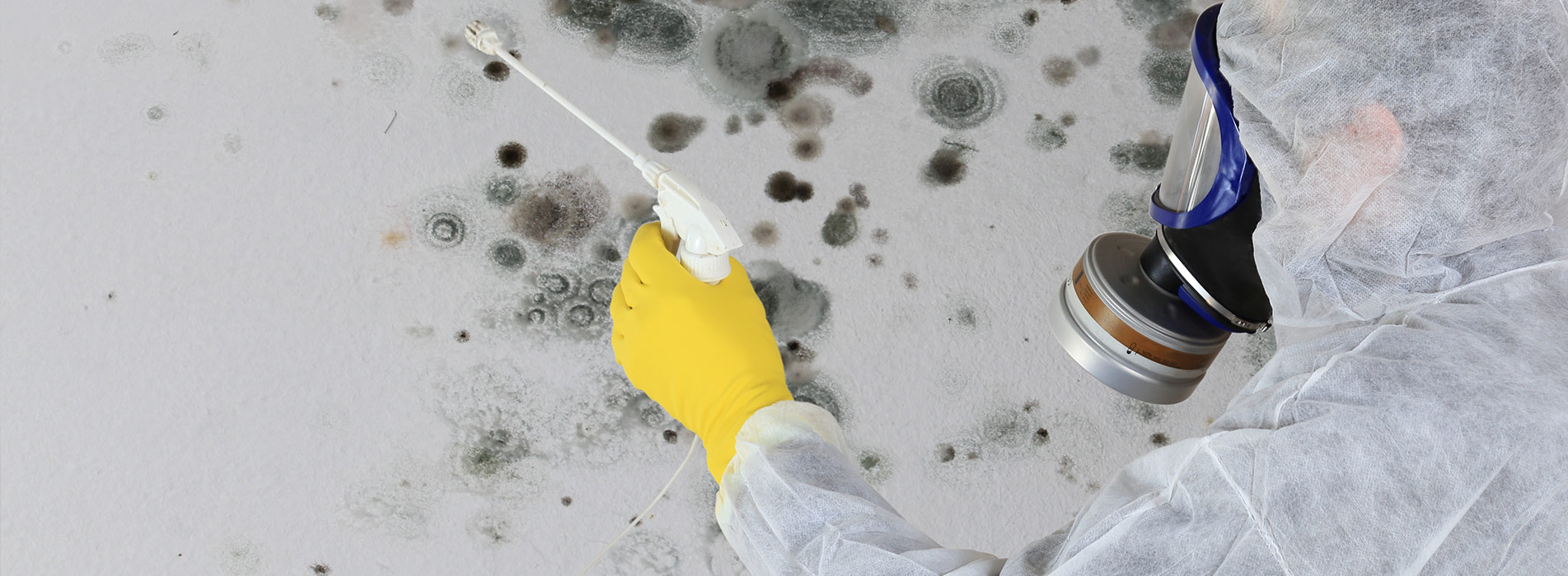 Mold Inspection Cost - Tips for Eliminating Mold from Your ...